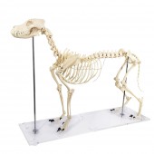 Canine (Dog) Skeleton Model, Life Size