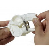 Rabbit Skull Model, Life Size