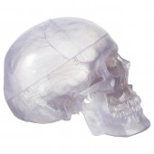 Skull Model, Transparent, Life Size