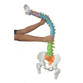 Super Flexible Spine Model with Pelvis and Femur Heads, Color Coded, Life Size