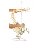 Super Flexible Spine Model, Life Size
