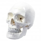 Skull, 3-part, life size