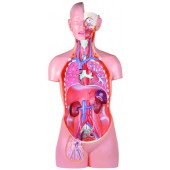 Anatomical Classic Unisex Torso, 17-part, Open Back, Life Size 85cm