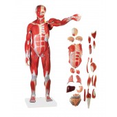 Human Muscular Figure Model, 27-part, 1/2 Life Size 