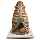 Anatomical Medical Thorax Model, 16 Parts, Life Size