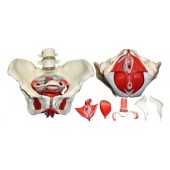 Anatomical Female Pelvis Model with Removable Organs, 6-part, Life Size