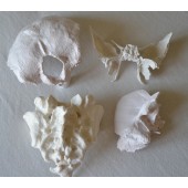 Bone Model Set