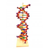 Anatomical Human DNA Model