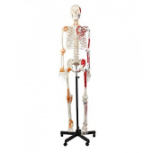 Skeleton, Muscular Painted, With Ligament,  Numbered, Life Size, 170cm