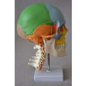 Didactic Colored Human Skull Model,with 7 cervical vertebrae, nerve and artery, on stand