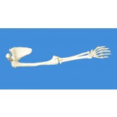 Anatomical Human Upper Limb Skeleton Model, Life Size     