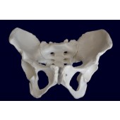 Female Pelvis Skeleton Model, Life Size 