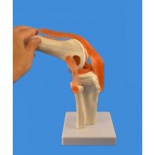 Knee Joint Model,  Life Size