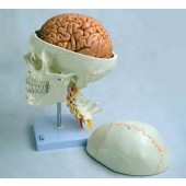 Human Skull Model, with cervical vertebrae and brain