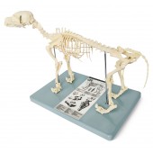 Canine (Dog) Skeleton Model, Small Size
