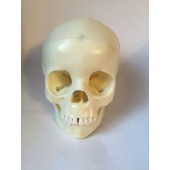 Anatomical Human Child Skull Model, 5-year-old, 3-Part, Life Size